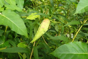 カカオのような形の緑色のガガイモの果実