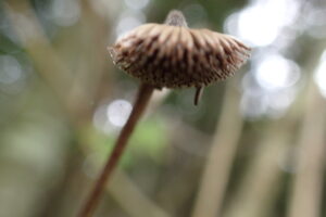 コヤブタバコの茶色の下向きの果実