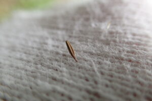 繊維にくっついたコヤブタバコの果実