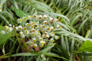 ヤマハハコの白い花