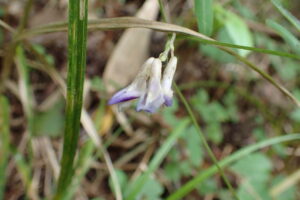 ヤブマメの小さい紫色の花