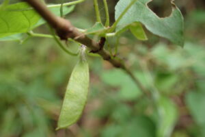 ヤブマメの小さい平たい緑色の鞘