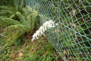 サラシナショウマの白い花