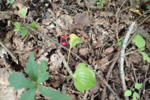 マイヅルソウの赤色の果実