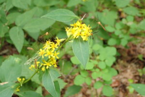 アキノキリンソウの黄色い花