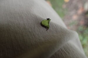 服にくっついたヤブハギの果実