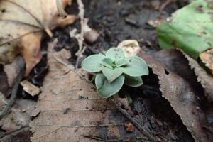 ちいさなフデリンドウの芽