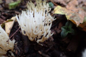 白いサンゴのようなキノコ