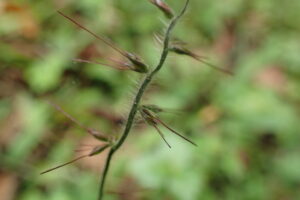 茎についているケチヂミザサの果実