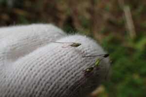 てぶくろに付いた毛の生えた種子