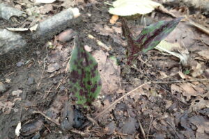 緑色の葉に濃い紫色のまだら模様の付いたトケンランの葉