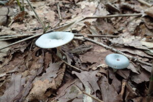 薄いブルーのキノコ