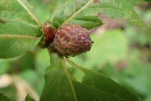 赤褐色のうろこ状の表面のムシコブ