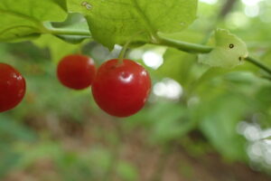 アクシバの赤い果実