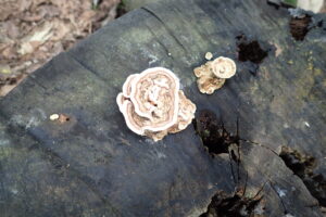 年輪のような模様のキノコ