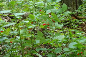 アクシバの低木にたくさん赤い実がついている