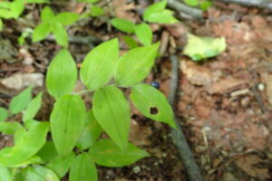 チゴユリの青みがかった黒い実