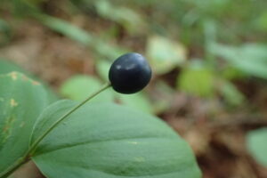 チゴユリの青みがかった黒い実