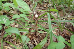 アキノギンリョウソウの果実