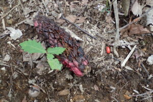 ホオノキの赤い果実