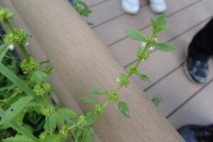 コシロネの白い花