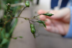 ツリフネソウの緑色の果実