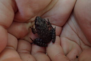 小さいこげ茶色のカエル