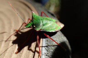 緑色のメタリックに光る甲虫