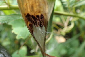 イケマの咲けた果実と中の種子