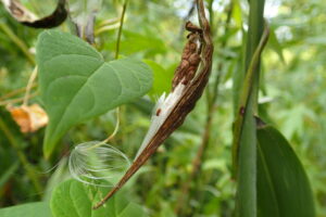 イケマの咲けた果実と中の種子