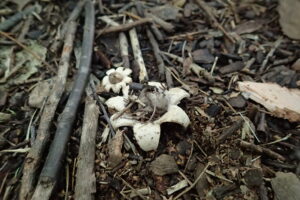 星形に玉をのせたような形のグレーのキノコ