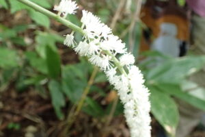 サラシナショウマの白い花