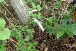 サラシナショウマの白い花