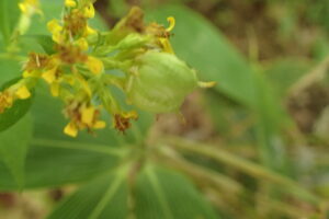 アキノキリンソウの黄色い花