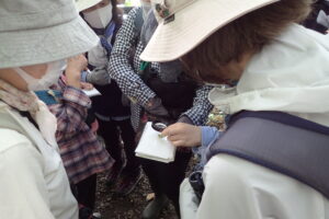 ルーペで虫こぶの観察をする姿