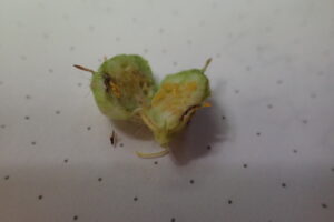 半分に切った虫こぶ