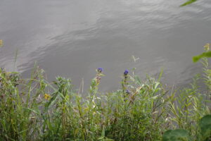 エゾリンドウの紫色の花