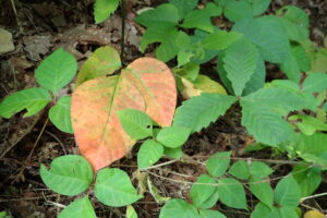 オレンジ色に色付き始めたツタウルシの葉