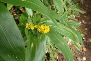 アキノキリンソウの黄色い花