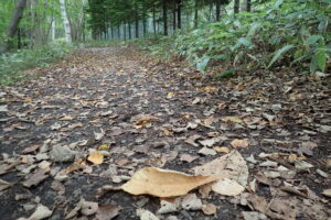 落ち葉がたくさん落ちている園路