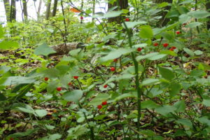 アクシバの赤い果実