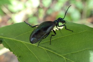 青光りする昆虫