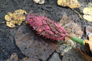 ホオノキの赤い果実