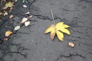 ハリギリの黄色い葉