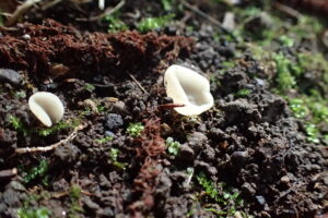 白い小さい茶碗のような形のキノコ