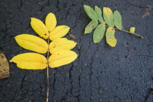 オニグルミの黄色い紅葉