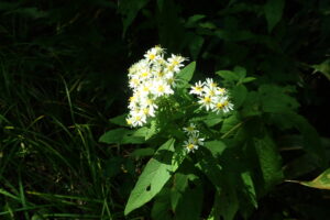 ゴマナの白い花
