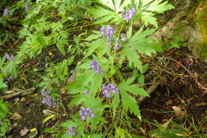 エゾトリカブトの紫色の花
