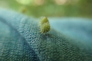 服の繊維に引っ掛かったひっつきむし