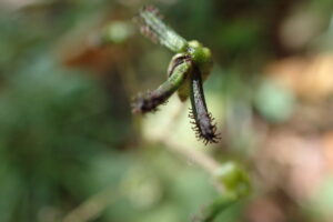 ノブキの混棒状の果実にべたべたする突起が付いた様子